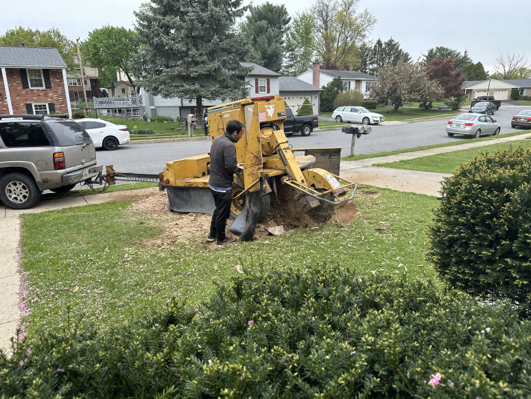 Small Tree & Shrub Removal